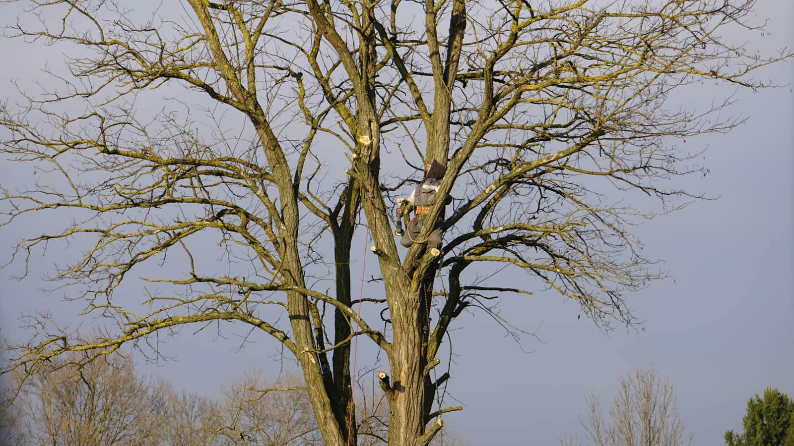 Arborist Tree Healthcare
