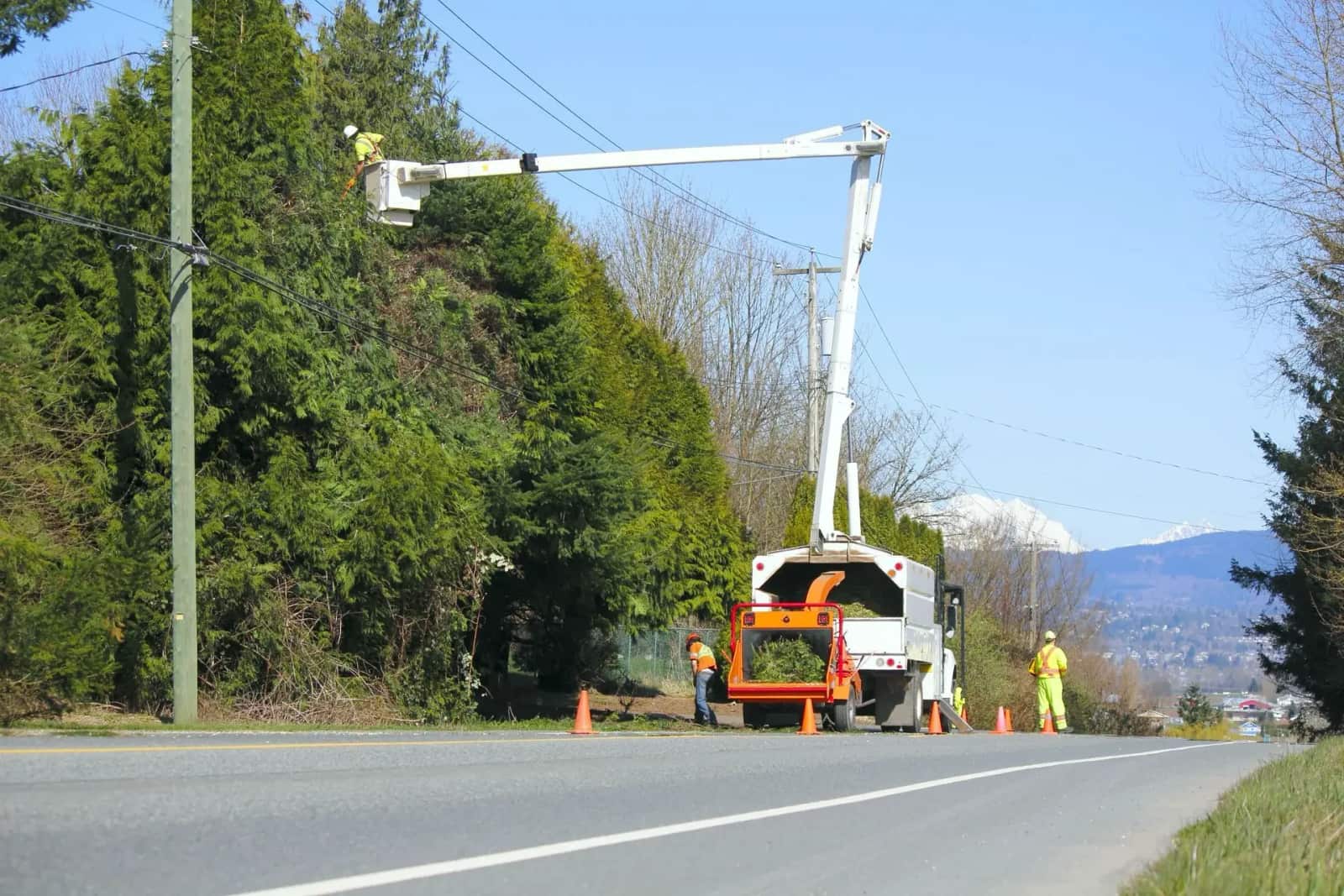 Green Leaf Tree Service team
